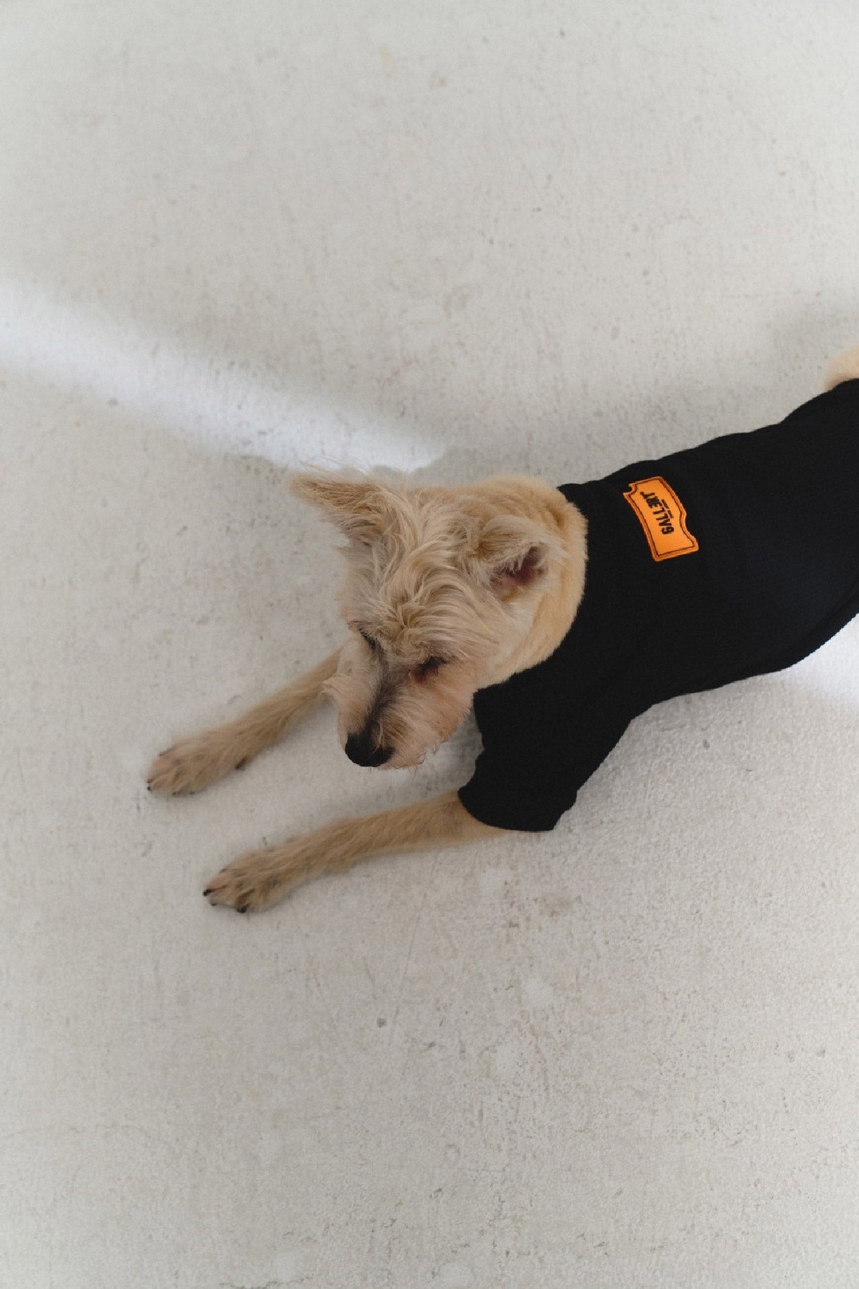 YUYU Active Gallery Dog Clothes